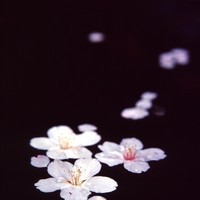 Sakura_image