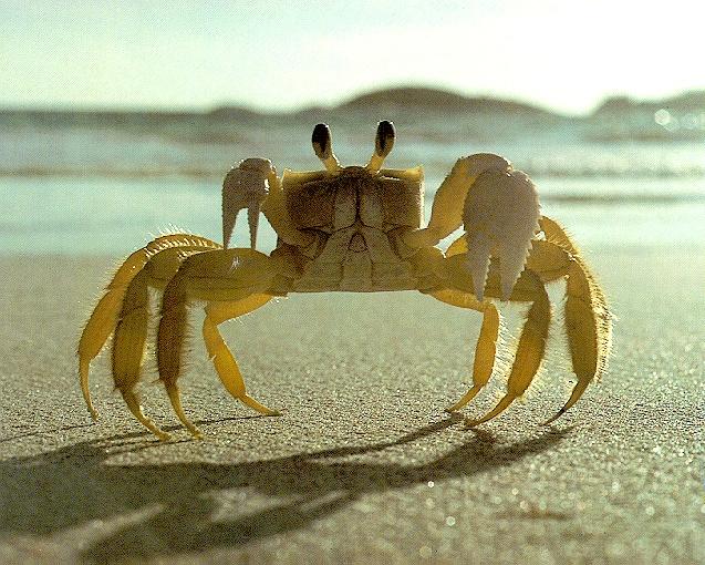 Crab tea_image